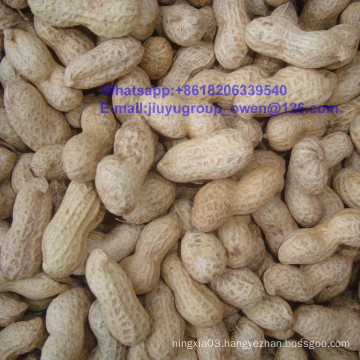 Washed Virginia Raw Peanut in Shell